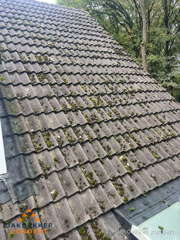 Verweerd pannendak met mosgroei dat renovatie nodig heeft in Zundert